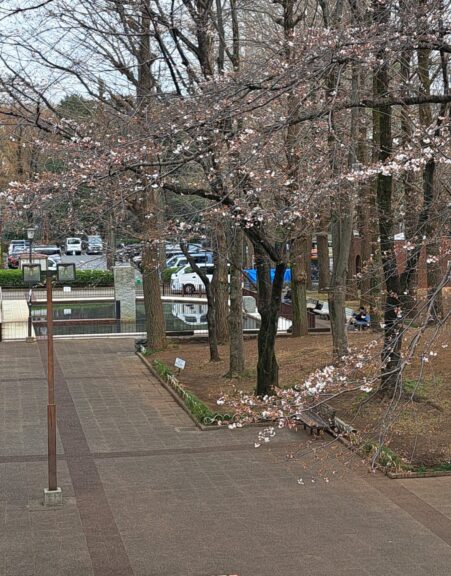 中央公園 桜の開花が始まりました