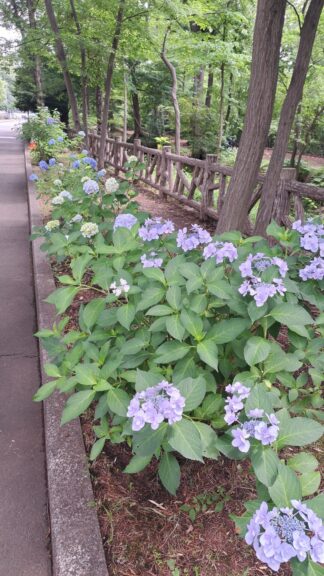 中央公園　青いアジサイ