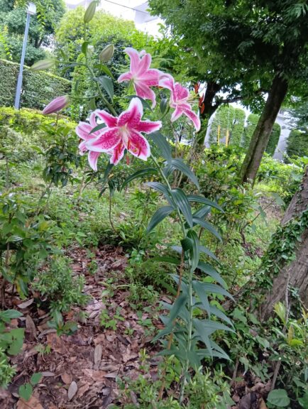 【上水緑公園】ユリが見頃です。