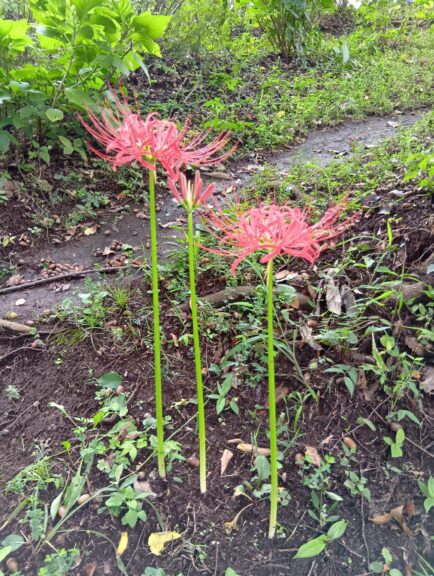 中央公園　築山の秋と彼岸花