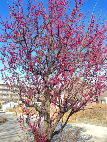 花だより～梅特集～
