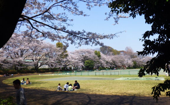 中央公園　桜が見ごろを迎えています