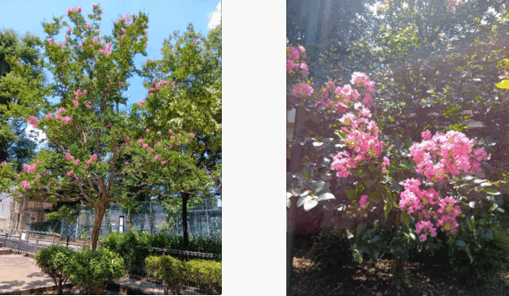 サルスベリの花が見頃です！