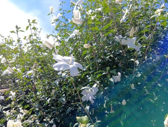 【うどの里公園】ムクゲの花が満開です！